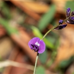 Glycine tabacina (Variable Glycine) at Weston, ACT - 17 Feb 2025 by AlisonMilton