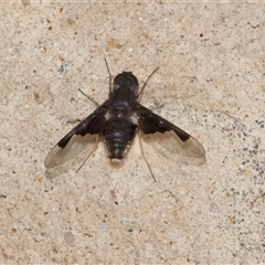 Anthrax dolabratus (Bee fly) at Thredbo, NSW - 26 Feb 2025 by Pirom