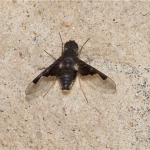 Anthrax dolabratus at Thredbo, NSW - 26 Feb 2025 04:18 PM