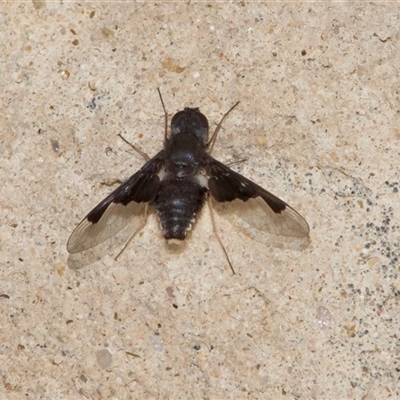 Anthrax dolabratus (Bee fly) at Thredbo, NSW - 26 Feb 2025 by Pirom