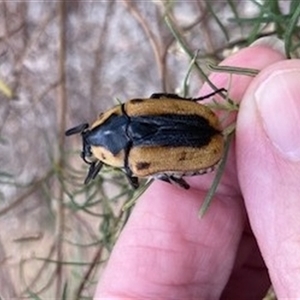 Chondropyga dorsalis at Yarralumla, ACT - 27 Feb 2025 06:02 PM