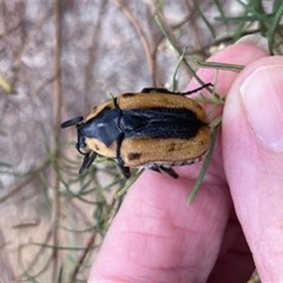 Chondropyga dorsalis (Cowboy beetle) at Yarralumla, ACT - 27 Feb 2025 by AndyRussell