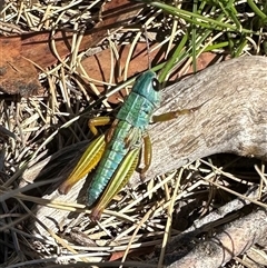 Kosciuscola tristis (Chameleon Grasshopper) at Thredbo, NSW - 27 Feb 2025 by Pirom