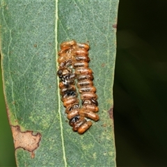 Paropsini sp. (tribe) (Unidentified paropsine leaf beetle) at Weston, ACT - 17 Feb 2025 by AlisonMilton