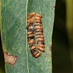 Paropsini sp. (tribe) at Weston, ACT - 17 Feb 2025 12:42 PM