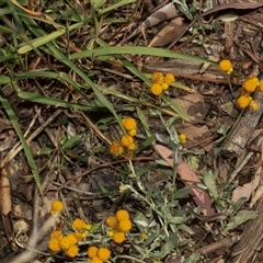 Chrysocephalum apiculatum (Common Everlasting) at Weston, ACT - 17 Feb 2025 by AlisonMilton