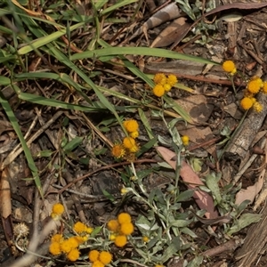 Chrysocephalum apiculatum at Weston, ACT - 17 Feb 2025 10:56 AM