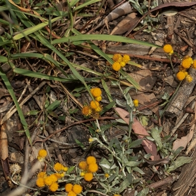 Chrysocephalum apiculatum (Common Everlasting) at Weston, ACT - 17 Feb 2025 by AlisonMilton