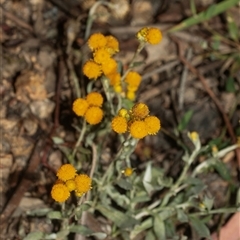 Chrysocephalum apiculatum at Weston, ACT - 17 Feb 2025 10:56 AM