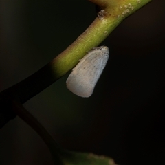 Anzora unicolor (Grey Planthopper) at Higgins, ACT - 24 Feb 2025 by AlisonMilton