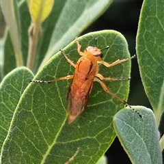 Pseudoperga guerinii (A sawfly) at Bungendore, NSW - 19 Feb 2025 by clarehoneydove