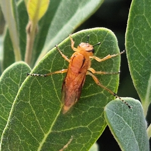 Pseudoperga guerinii at Bungendore, NSW - suppressed