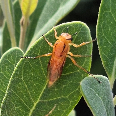 Pseudoperga guerinii (A sawfly) at Bungendore, NSW - 19 Feb 2025 by clarehoneydove