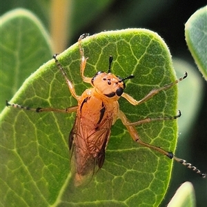 Pseudoperga guerinii at Bungendore, NSW - suppressed