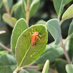 Pseudoperga guerinii at Bungendore, NSW - suppressed