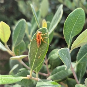 Pseudoperga guerinii at Bungendore, NSW - suppressed