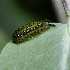 Curculionidae (unidentified weevil) at Weston, ACT - 17 Feb 2025 by AlisonMilton