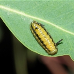 Curculionidae (unidentified weevil) at Higgins, ACT - 24 Feb 2025 by AlisonMilton