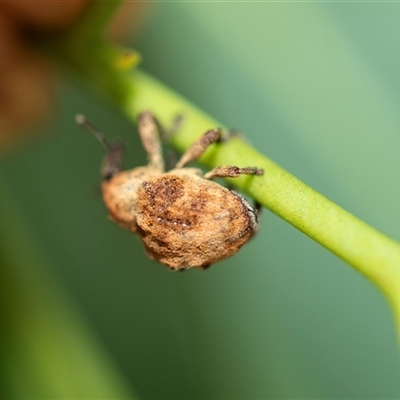 Unidentified Weevil (Curculionoidea) at Higgins, ACT - 24 Feb 2025 by AlisonMilton