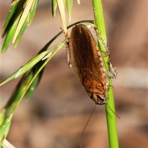 Johnrehnia contraria (Cockroach) at Weston, ACT - 17 Feb 2025 by AlisonMilton