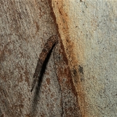 Conoeca or Lepidoscia (genera) IMMATURE (Unidentified Cone Case Moth larva, pupa, or case) at Weston, ACT - 17 Feb 2025 by AlisonMilton