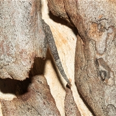 Conoeca or Lepidoscia (genera) IMMATURE (Unidentified Cone Case Moth larva, pupa, or case) at Higgins, ACT - 27 Feb 2025 by AlisonMilton