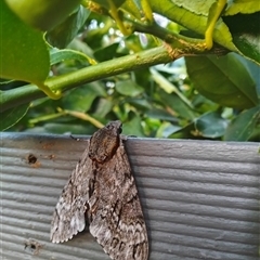 Psilogramma casuarinae (Privet Hawk Moth) at Hawker, ACT - 27 Feb 2025 by 0451591867