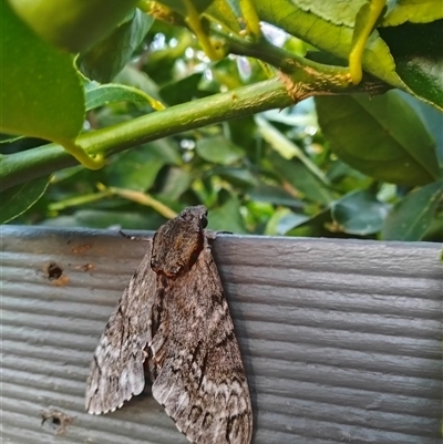 Psilogramma casuarinae (Privet Hawk Moth) at Hawker, ACT - 27 Feb 2025 by 0451591867