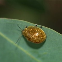 Paropsisterna cloelia (Eucalyptus variegated beetle) at Higgins, ACT - 24 Feb 2025 by AlisonMilton