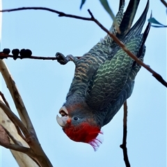 Callocephalon fimbriatum (Gang-gang Cockatoo) at Hughes, ACT - 11 Feb 2025 by LisaH