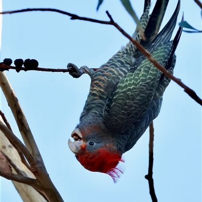 Callocephalon fimbriatum (Gang-gang Cockatoo) at Hughes, ACT - 11 Feb 2025 by LisaH