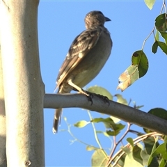 Chlamydera nuchalis (Great Bowerbird) at Kelso, QLD - 16 Feb 2025 by TerryS