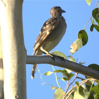 Chlamydera nuchalis (Great Bowerbird) at Kelso, QLD - 16 Feb 2025 by TerryS