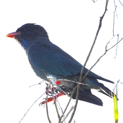 Eurystomus orientalis (Dollarbird) at Kelso, QLD - 16 Feb 2025 by TerryS