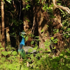 Pavo cristatus (Indian Peafowl) at Kelso, QLD - 16 Feb 2025 by TerryS