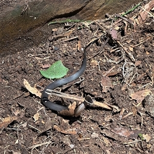 Cacophis squamulosus at Mount Kembla, NSW - 27 Feb 2025 by kate_keight