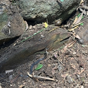 Cacophis squamulosus at Mount Kembla, NSW - 27 Feb 2025 02:34 PM