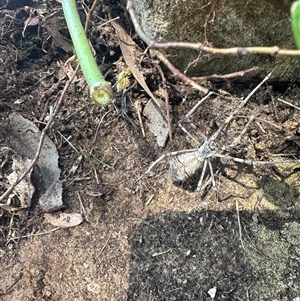 Asianopis sp. (genus) (Net-casting spider) at Mount Kembla, NSW - 27 Feb 2025 by kate_keight