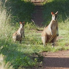 Macropus agilis at Kelso, QLD - 16 Feb 2025 by TerryS