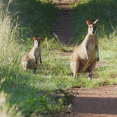 Macropus agilis at Kelso, QLD - 16 Feb 2025 by TerryS