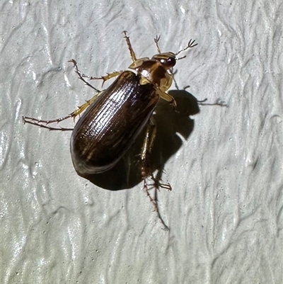 Telura sp. (genus) (A scarab beetle) at Thredbo, NSW - 26 Feb 2025 by Pirom