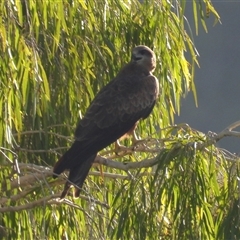 Milvus migrans (Black Kite) at Kelso, QLD - 16 Feb 2025 by TerryS