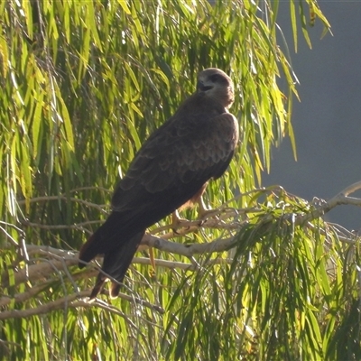 Milvus migrans (Black Kite) at Kelso, QLD - 16 Feb 2025 by TerryS