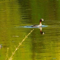 Tachybaptus novaehollandiae (Australasian Grebe) at Kelso, QLD - 16 Feb 2025 by TerryS