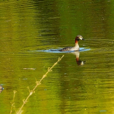 Tachybaptus novaehollandiae (Australasian Grebe) at Kelso, QLD - 16 Feb 2025 by TerryS