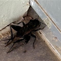 Teleogryllus commodus (Black Field Cricket) at Reid, ACT - 27 Feb 2025 by JanetRussell