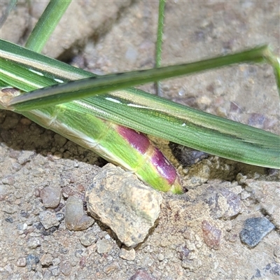 Acrida conica (Giant green slantface) at Kambah, ACT - 27 Feb 2025 by HelenCross