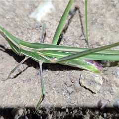 Acrida conica at Kambah, ACT - 27 Feb 2025 09:10 PM