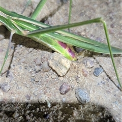 Acrida conica at Kambah, ACT - 27 Feb 2025 09:10 PM