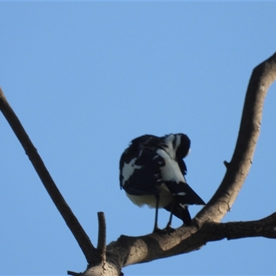 Grallina cyanoleuca (Magpie-lark) at Kelso, QLD - 16 Feb 2025 by TerryS